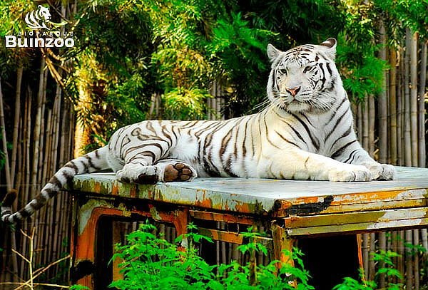 🦁🐯 ¡Celebra el Día del Niño con una aventura inolvidable! 🐧💙